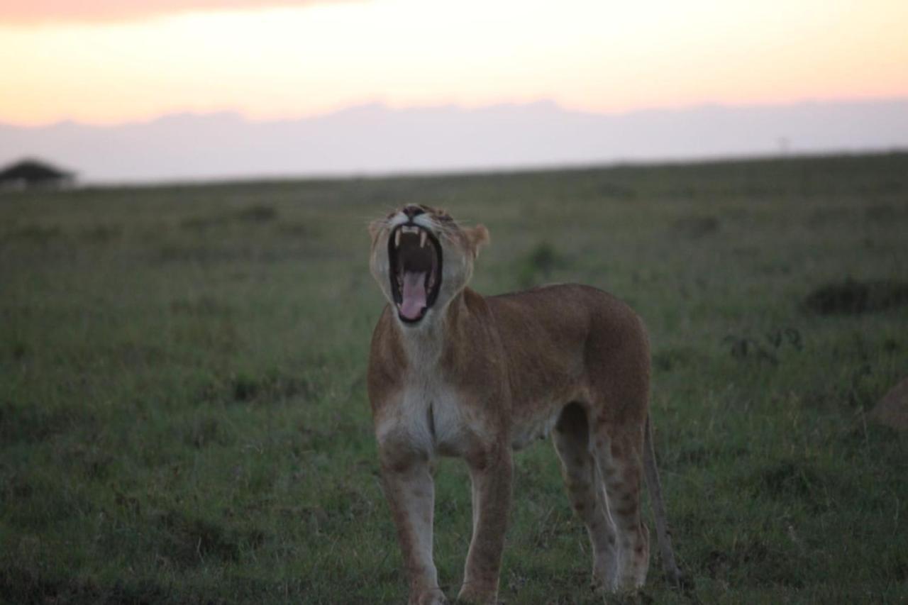 Narasha Homestay - Maasai Mara Talek Exteriér fotografie