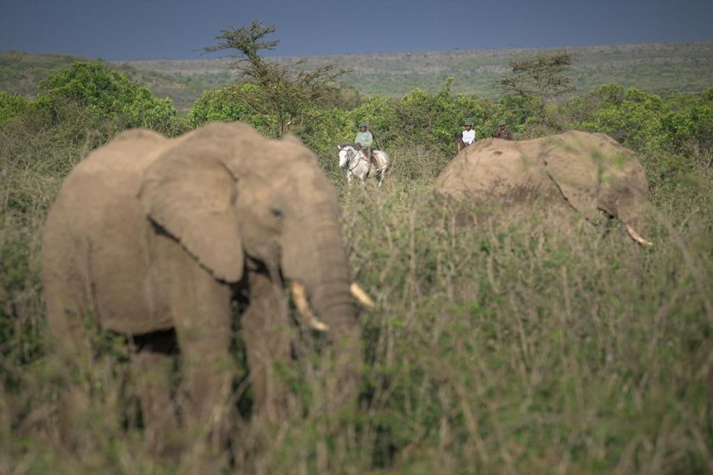 Narasha Homestay - Maasai Mara Talek Exteriér fotografie